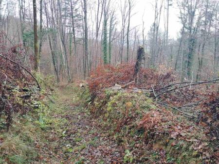 Urejanje pohodne poti Speca lepotica, foto O Skarja (3)